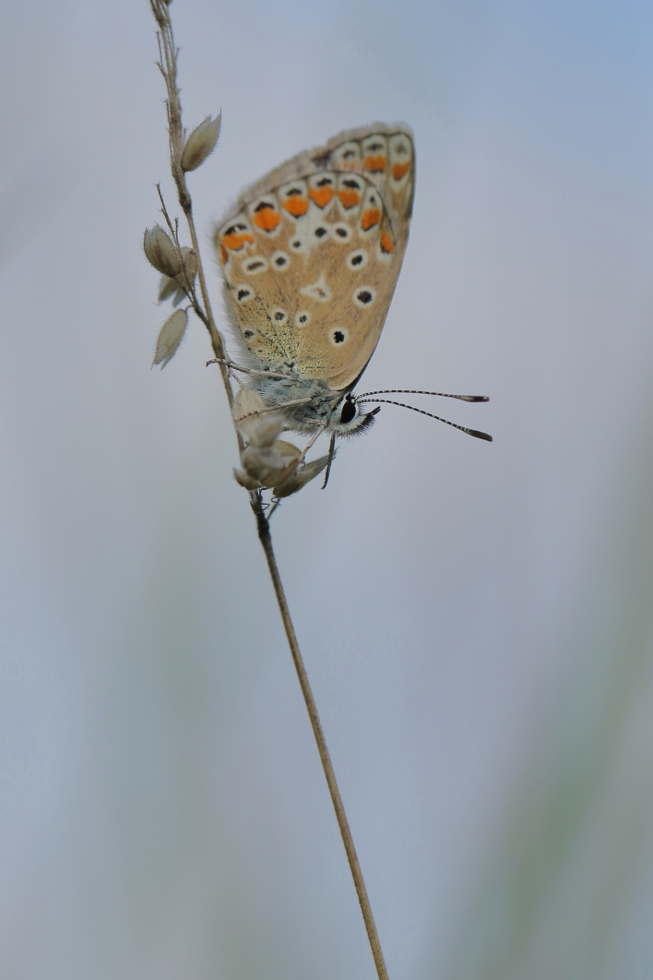 icarusblauwtje - Geleedpotigen - icarusblauwtje
