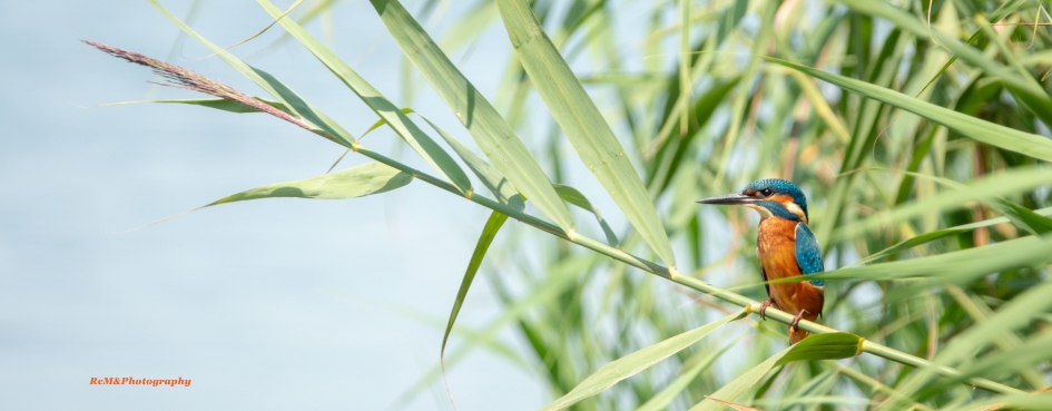IJsvogel. - Vogels - IJsvogel.