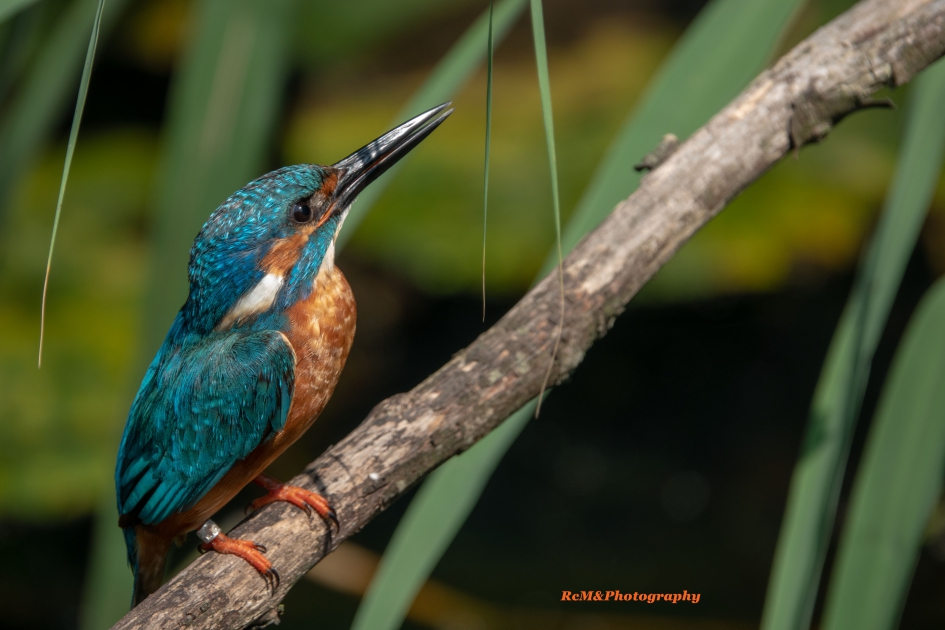 IJsvogel. - Vogels - IJsvogel.