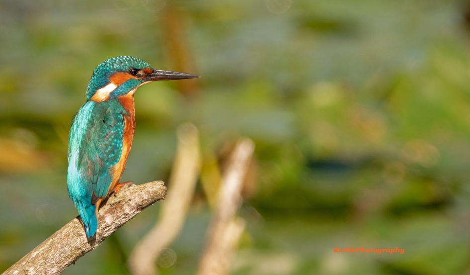 IJsvogel. - Vogels - IJsvogel.