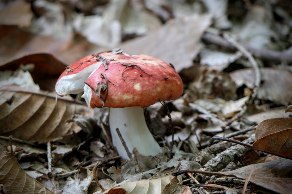 Ik mis een stukje.. - Schimmels - Russula
