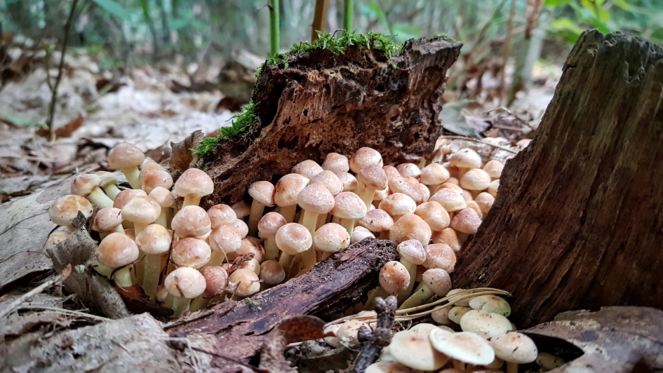 Ik wil er ook door..... - Schimmels - Zwavelkopje