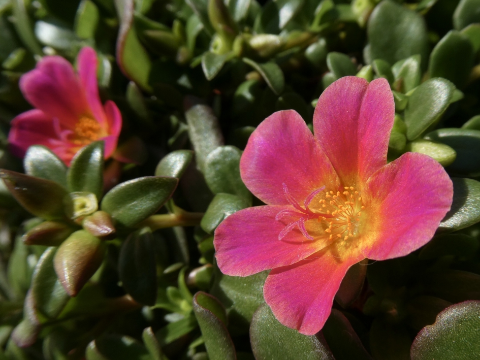 In de zon - Planten - 
