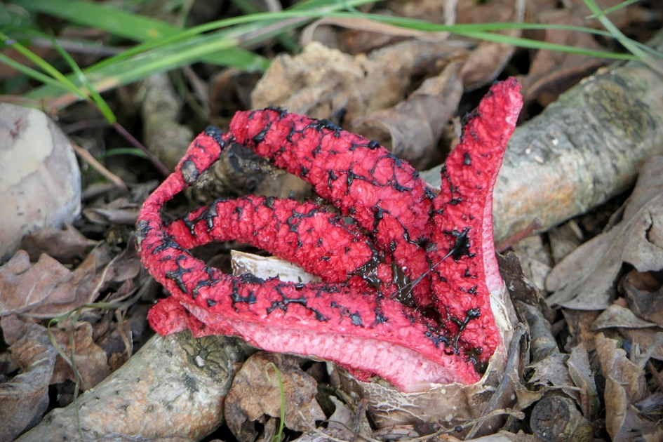 Inktviszwam - Schimmels - Inktviszwam