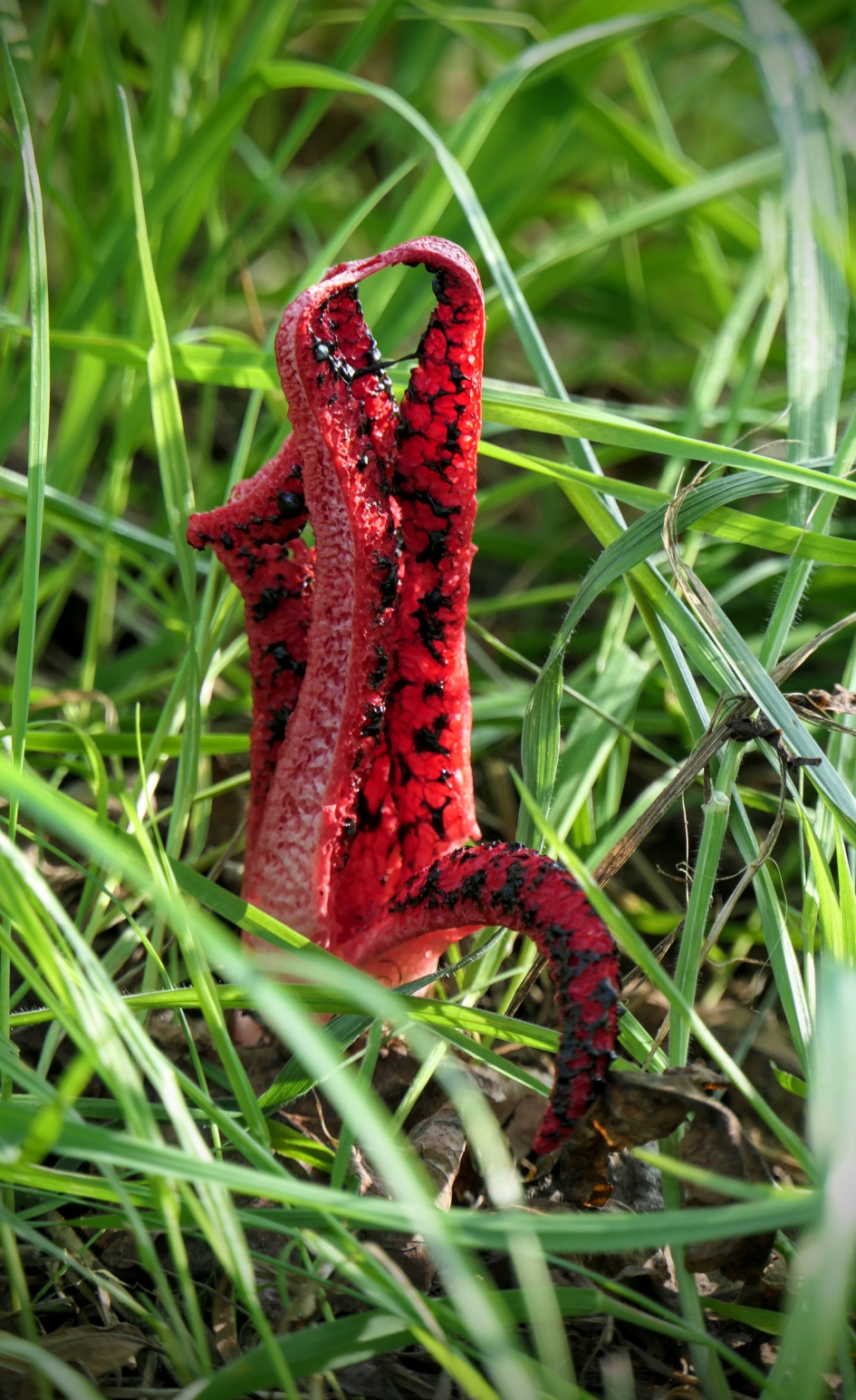 Inktviszwam - Schimmels - Inktviszwam