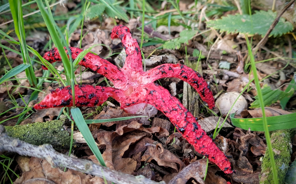Inktviszwam met ei - Schimmels - Inktviszwam