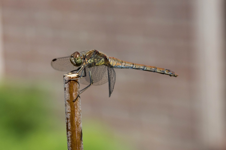 Bruinrode heidelibel ♂ - Geleedpotigen - Bruinrode heidelibel