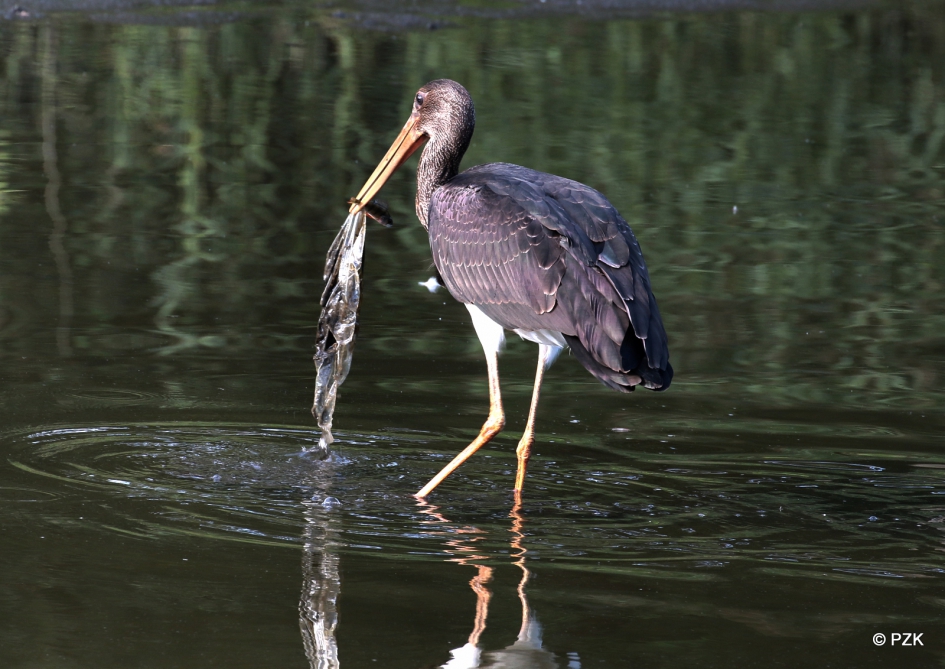Jonge Zwarte ooievaar met een plastic probleem - Vogels - Zwarte ooievaar