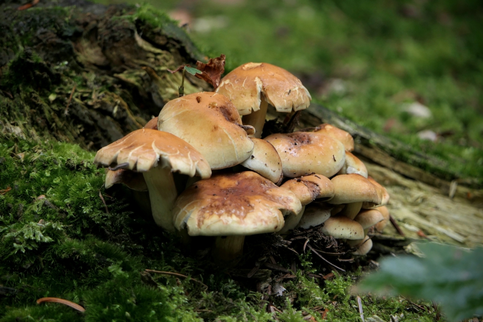 "Kabouterdorpje" - Schimmels - Zwavelkopje