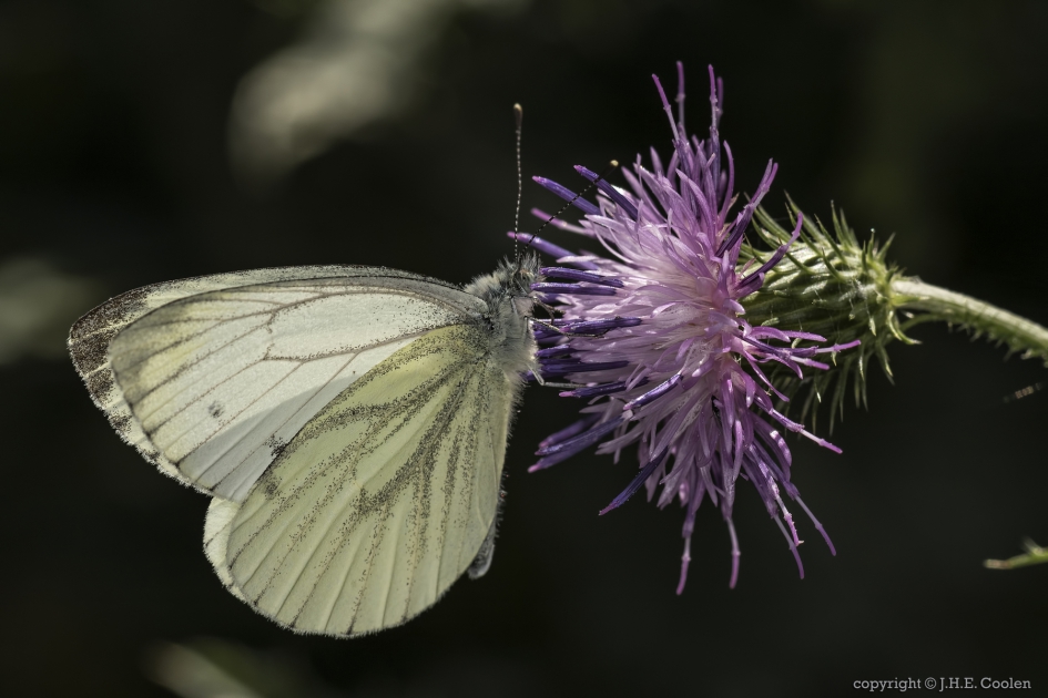 Klein geaderd witje (Pieris napi) - Geleedpotigen - Klein geaderd witje