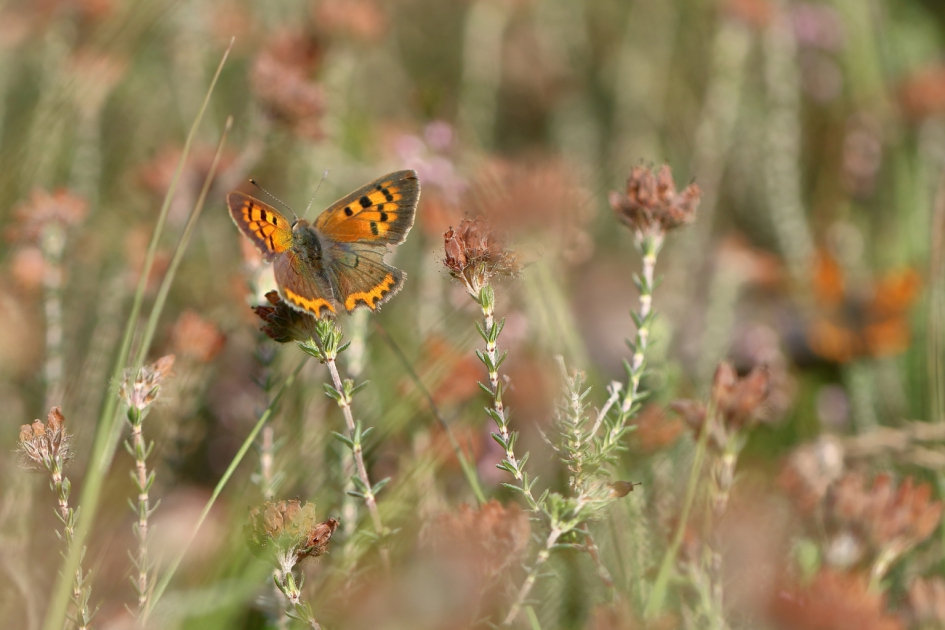 kleine vuurvlinder - Geleedpotigen - kleine vuurvlinder