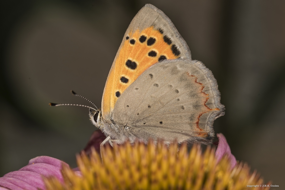 Kleine vuurvlinder (Lycaena phlaeas) - Geleedpotigen - Kleine vuurvlinder