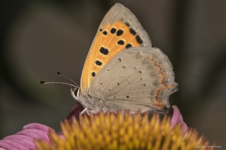 Kleine vuurvlinder (Lycaena phlaeas)
