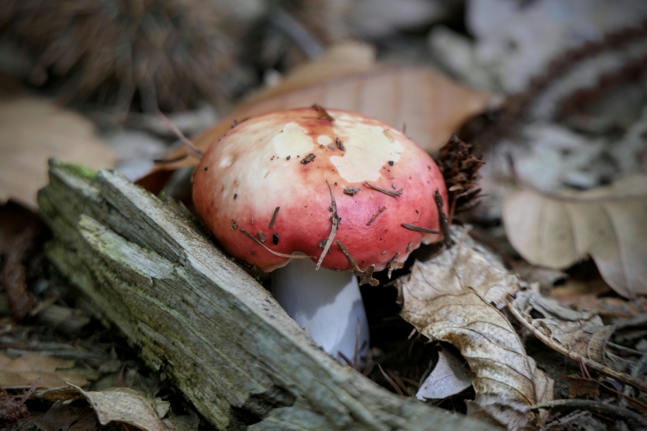 "Kleintje" - Schimmels - Russula