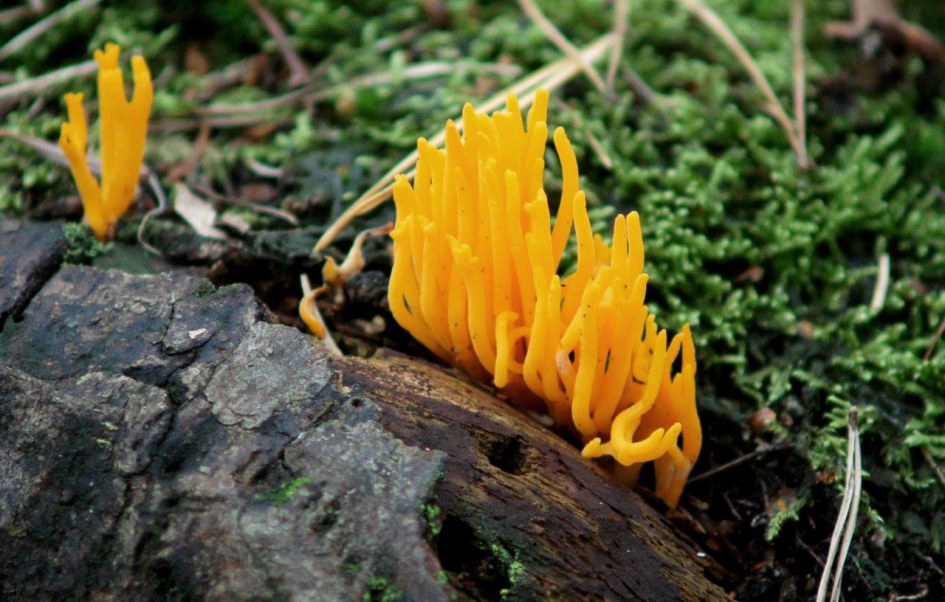 Kleverige gele Koraalzwammetjes - Schimmels - Kleverige gele Koraalzwammetjes