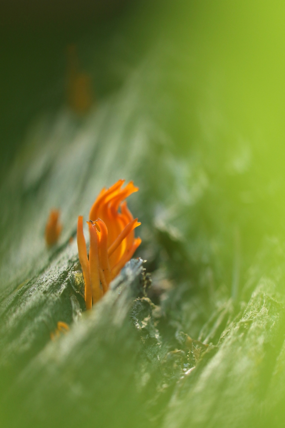 kleverige koraalzwam - Schimmels - kleverige koraalzwam