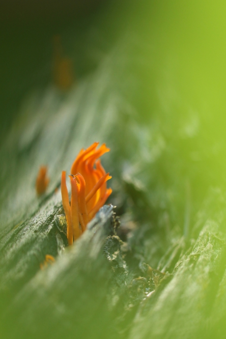 kleverige koraalzwam