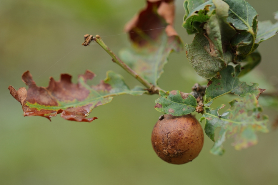 knikkergalwesp - Geleedpotigen - galwesp