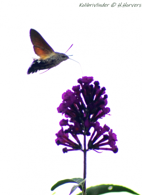 kolibrivlinder
