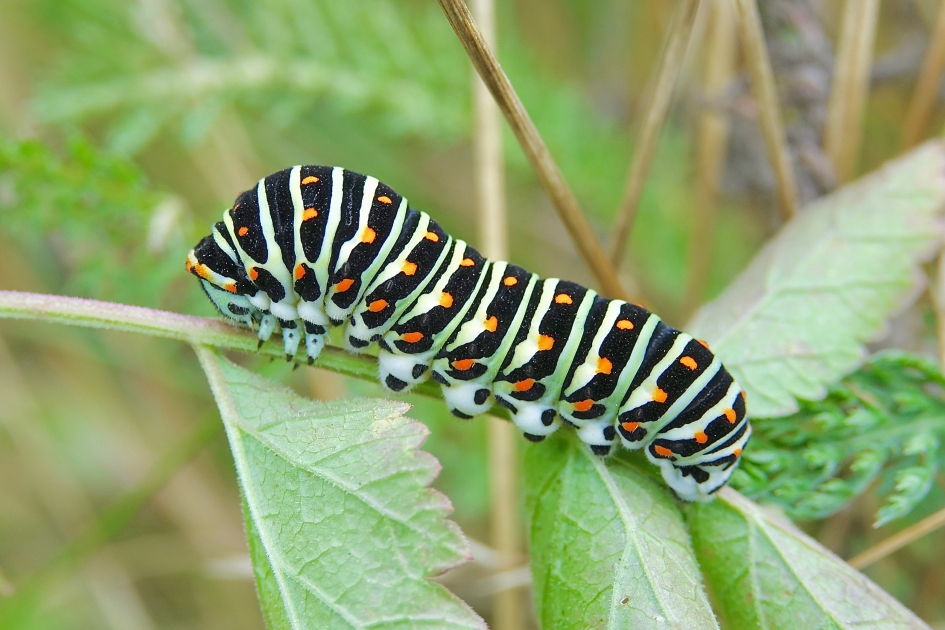 Koninginnenpage 1 - Geleedpotigen - Koninginnenpage
