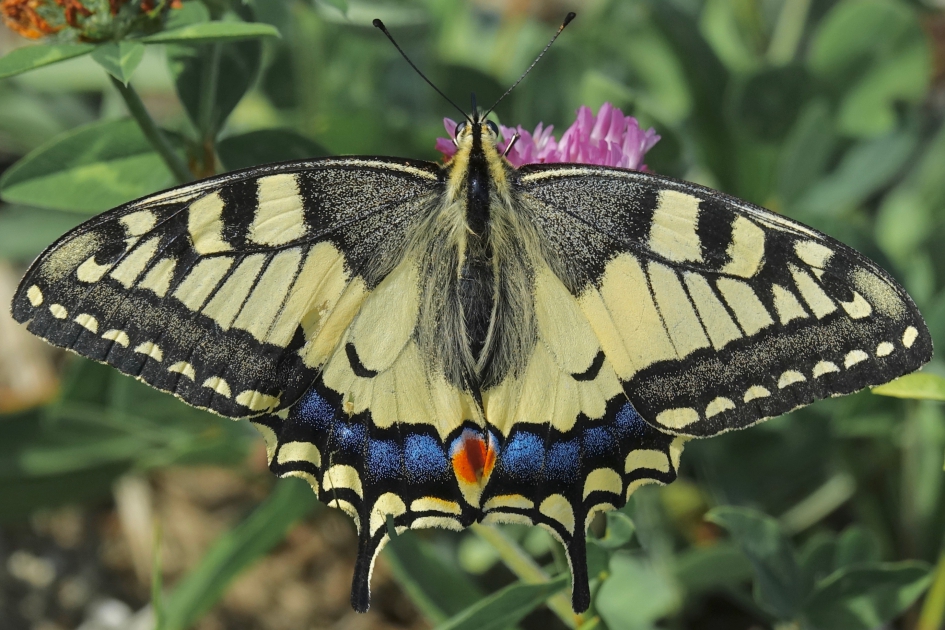 Koninginnenpage - Geleedpotigen - Koninginnenpage