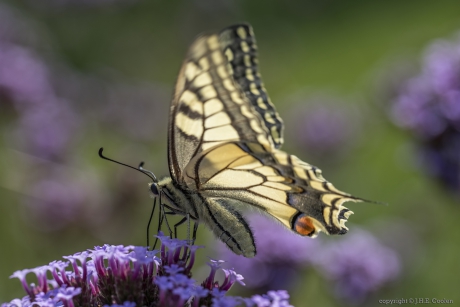Koninginnenpage (Papilio machaon)