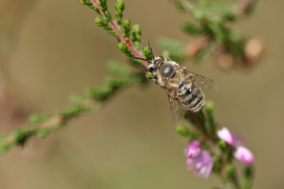 kruispunt - Geleedpotigen - heidezandbij