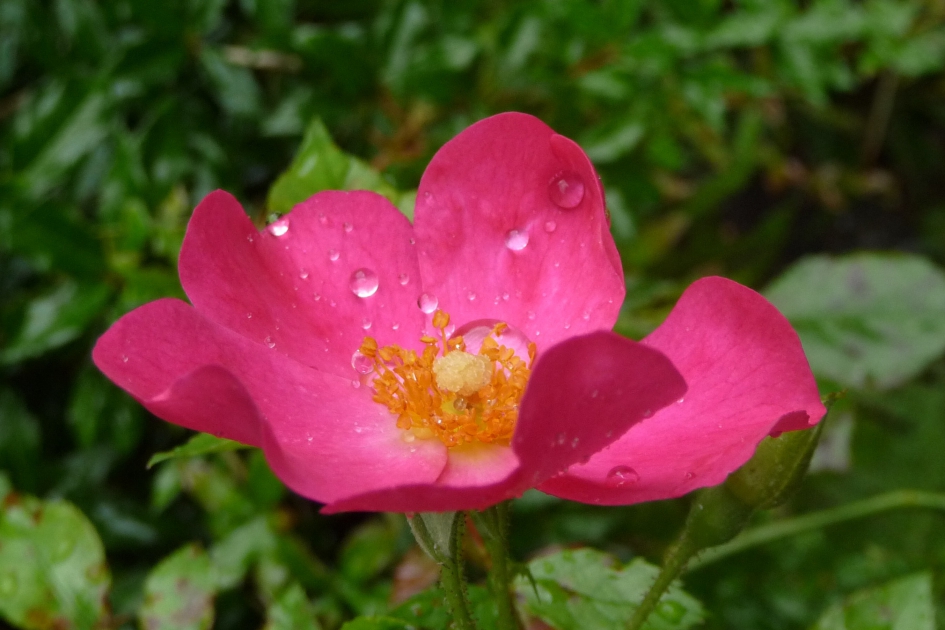 Laatbloeier - Planten - 