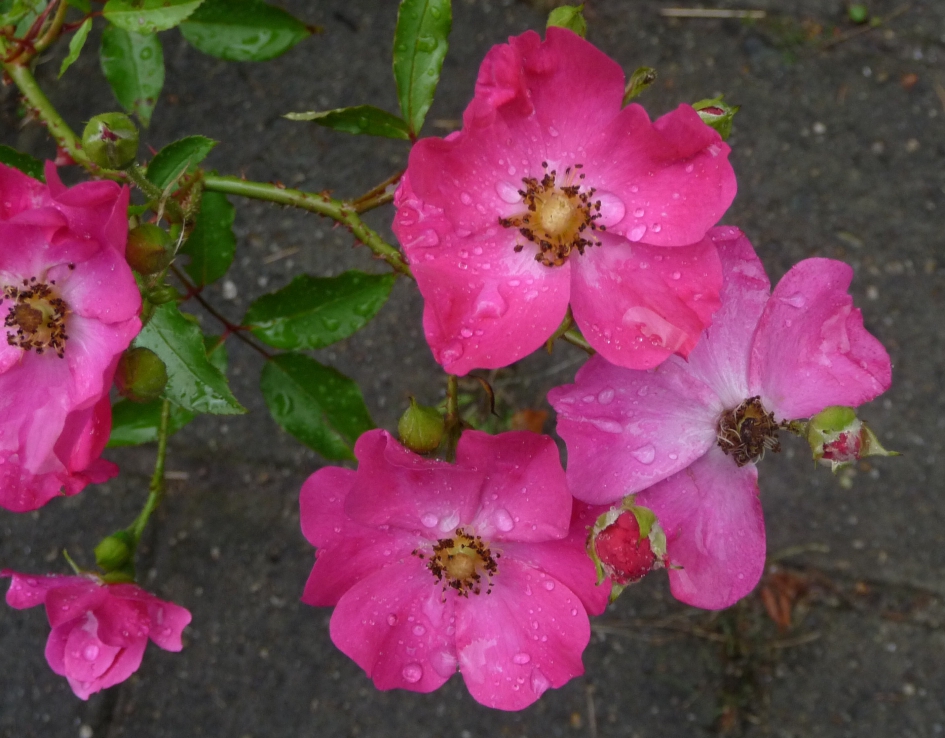 Laatbloeiers - Planten - 