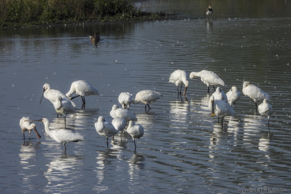 Lepelaar(s) - Vogels - lepelaar