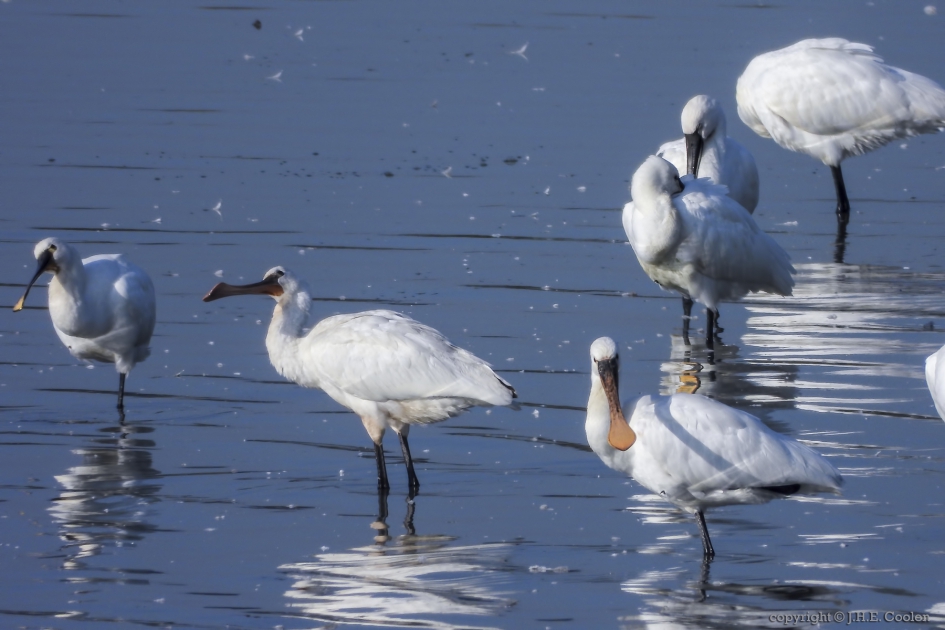 Lepelaars - Vogels - Lepelaar