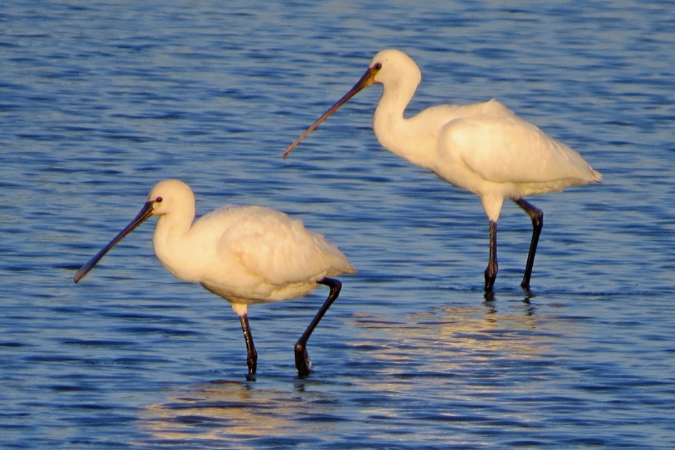 Lepelaars - Vogels - 