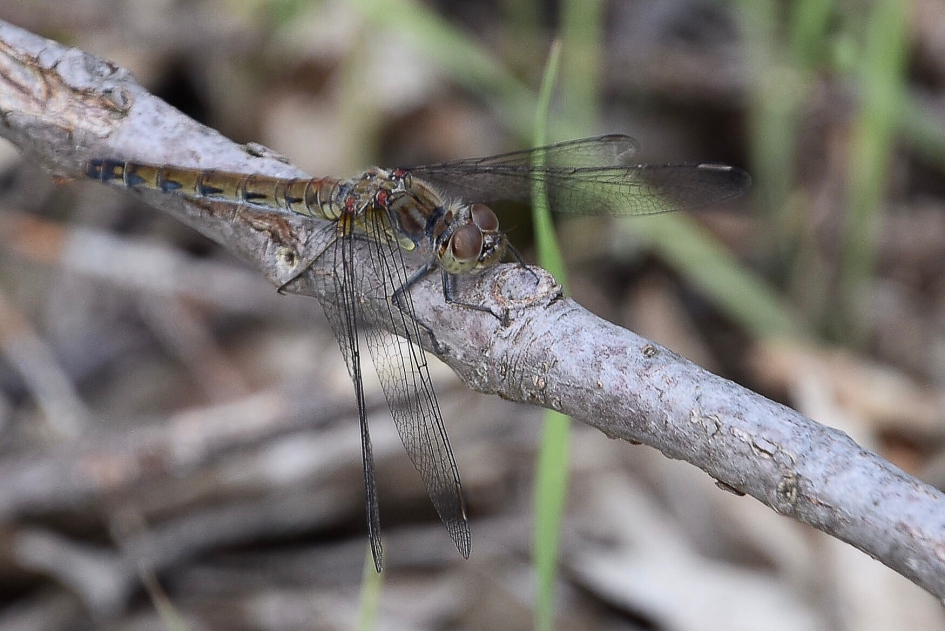 Libelle - Geleedpotigen - 