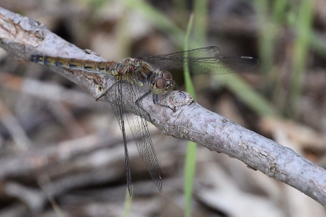 Libelle