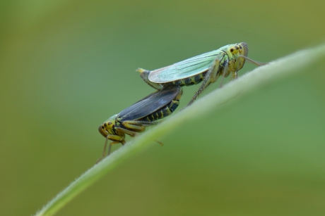 liefde op macro-niveau