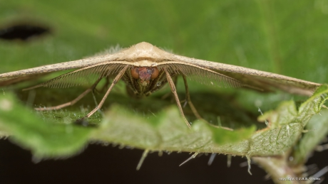 Lieveling (Timandra comae)