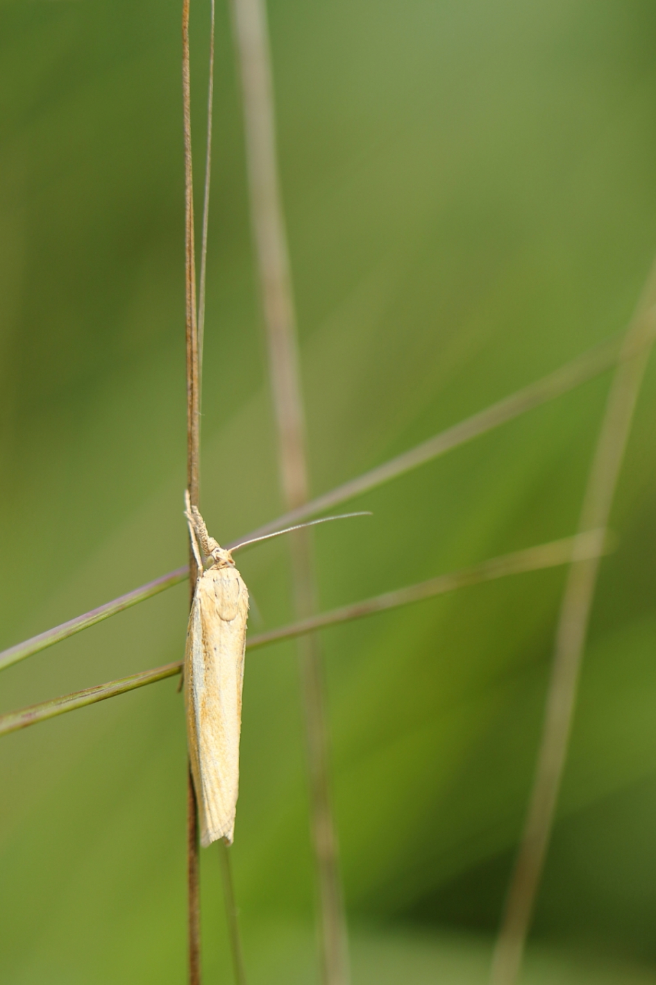 lijnenspel - Geleedpotigen - variabele grasmot