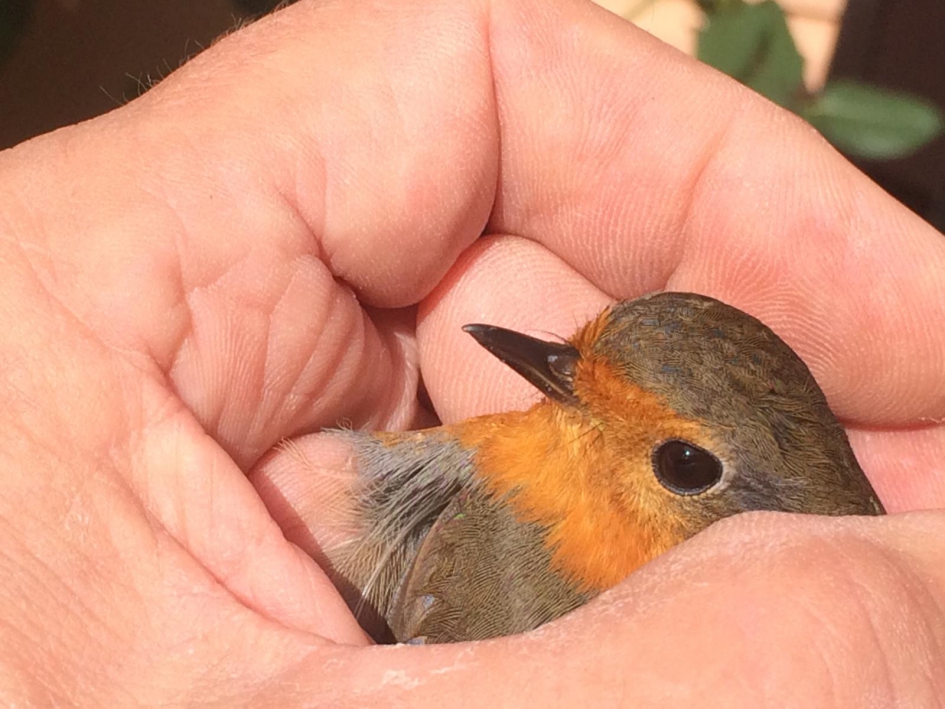 Meneer roodborst op bezoek - Vogels - Roodborst