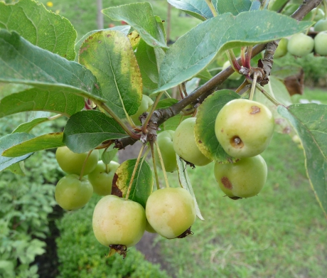 Mini appeltjes