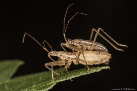 Moerassikkelwants (Nabis limbatus)