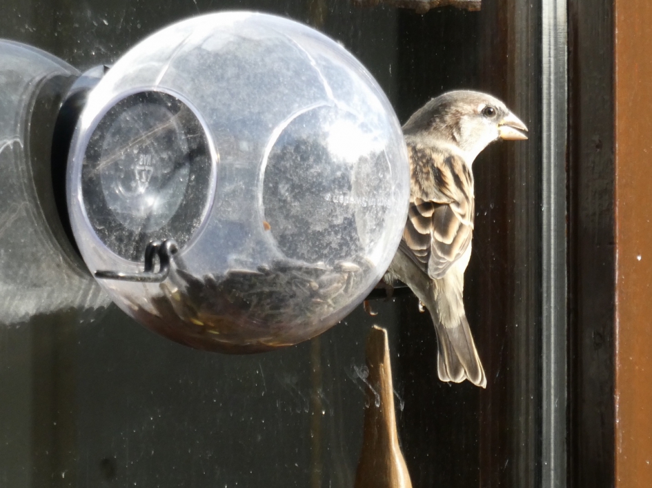 Musje - Vogels - 