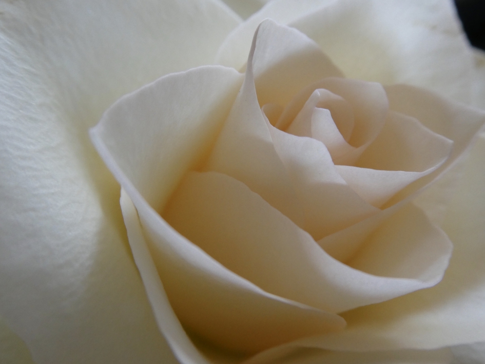 Crème roos - Planten - 