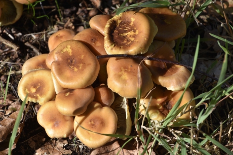 Mooie paddenstoelen