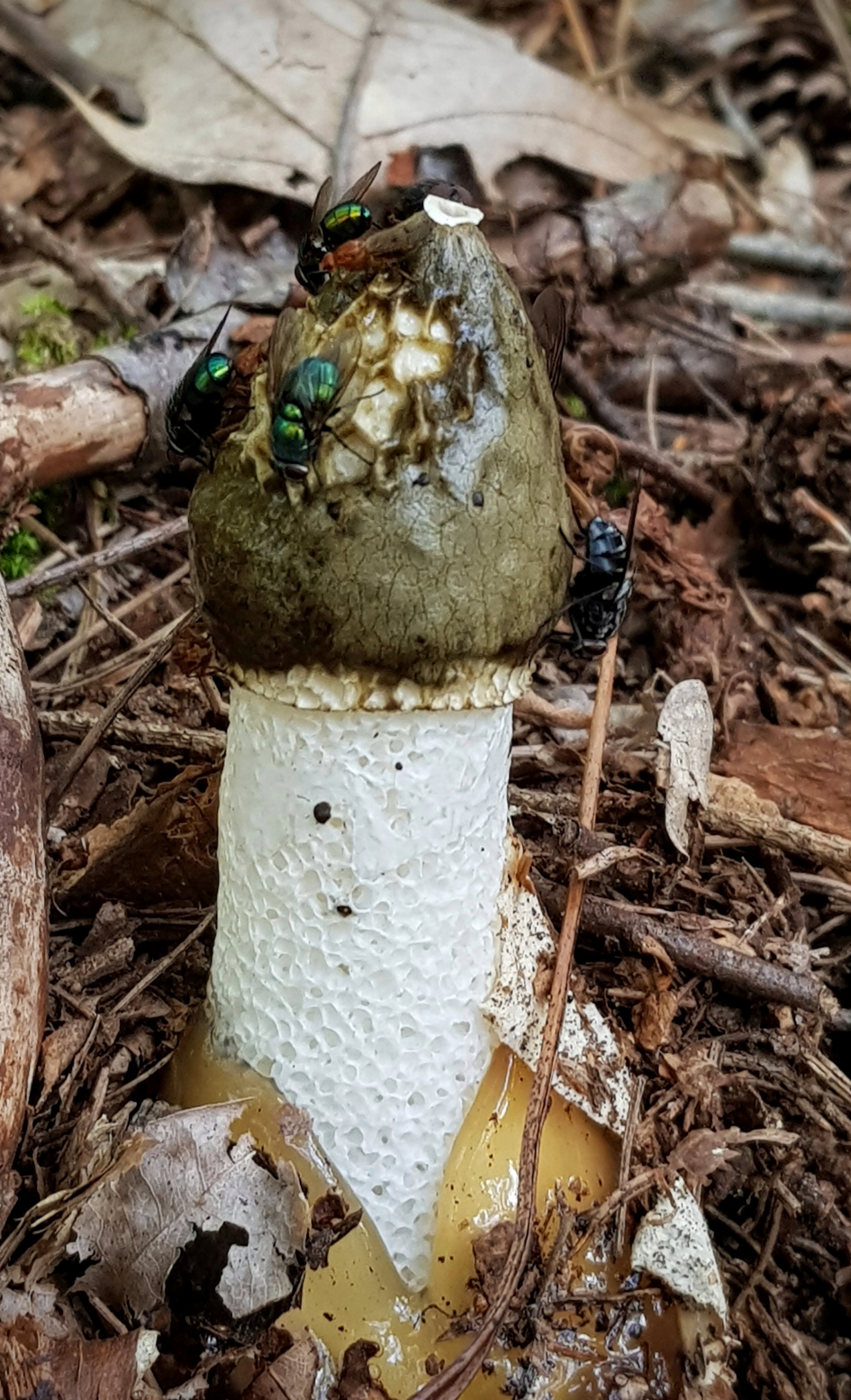 Neus dichthouden :-) - Schimmels - Stinkzwam