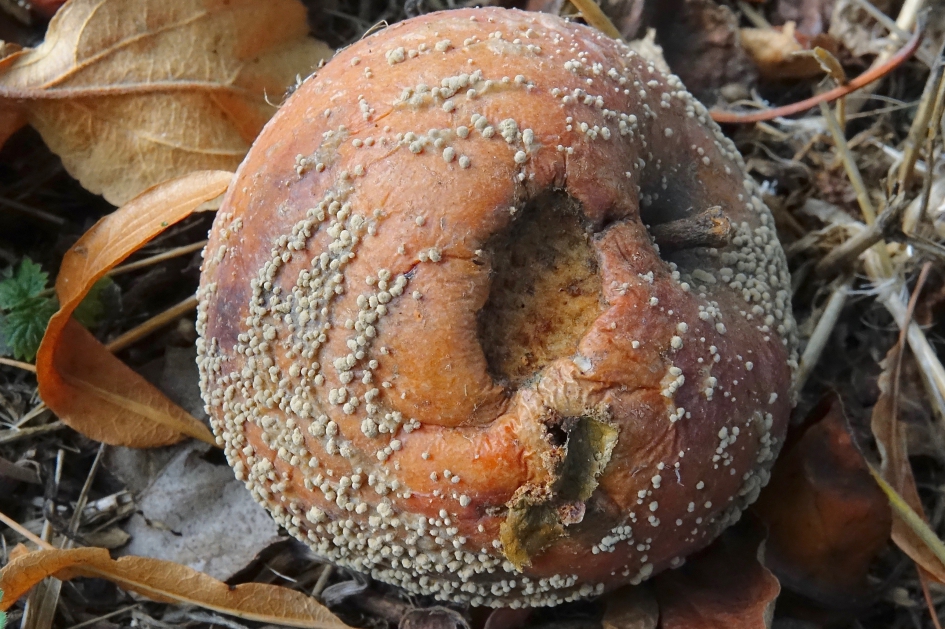 Nieuwe oogst - Planten - Appel