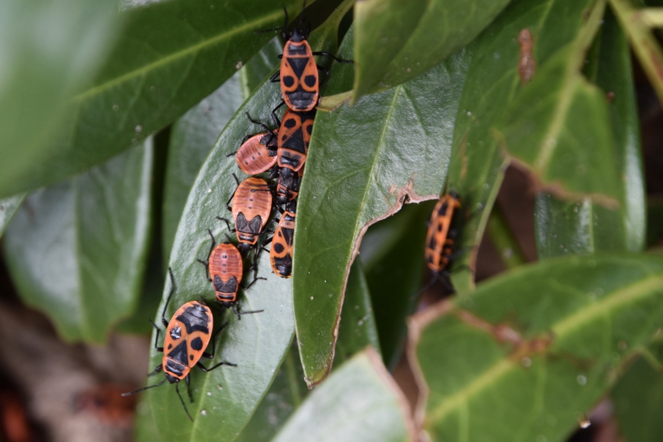 Nog steeds vuurwantsen tijd - Geleedpotigen - 
