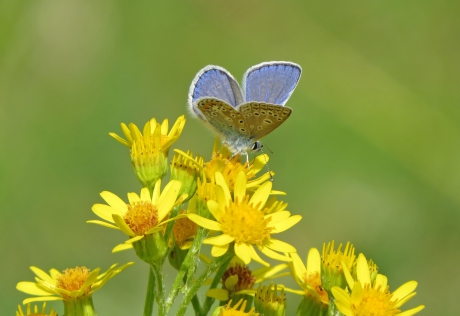 Nog volop icarusblauwtjes