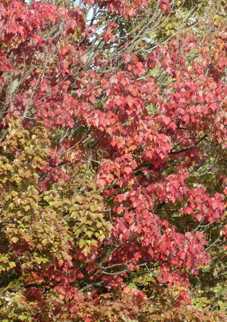 Noorse esdoorn - Planten - 