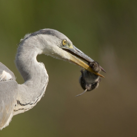 Of mice and birds ...