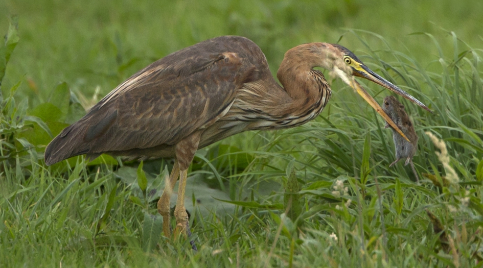 Of Mice and Birds II - Vogels - Purperreiger